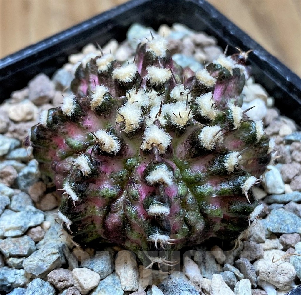 SH23805 Gymnocalycium mihanovichii 'T-Lux' - Image 2