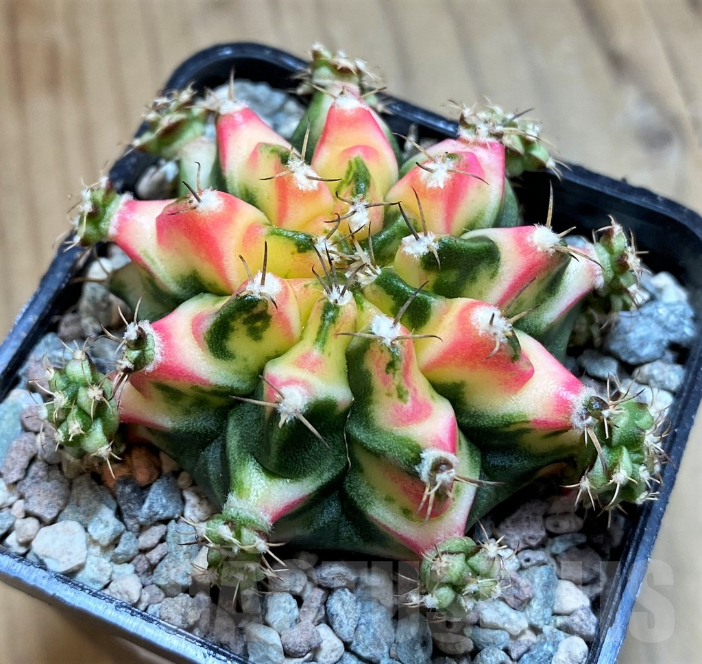 SH23812 Gymnocalycium mihanovichii ‘Multicolor’ - Image 2