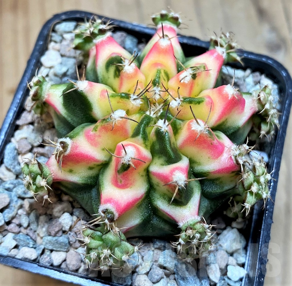 SH23812 Gymnocalycium mihanovichii ‘Multicolor’ - Image 3