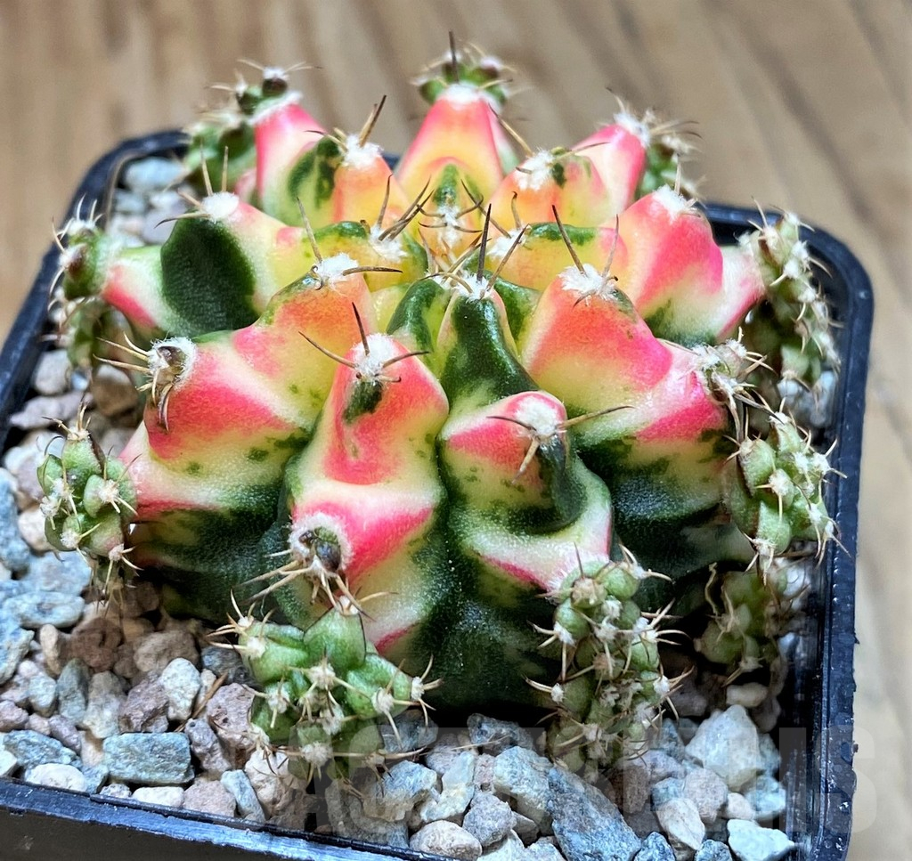 SH23812 Gymnocalycium mihanovichii ‘Multicolor’