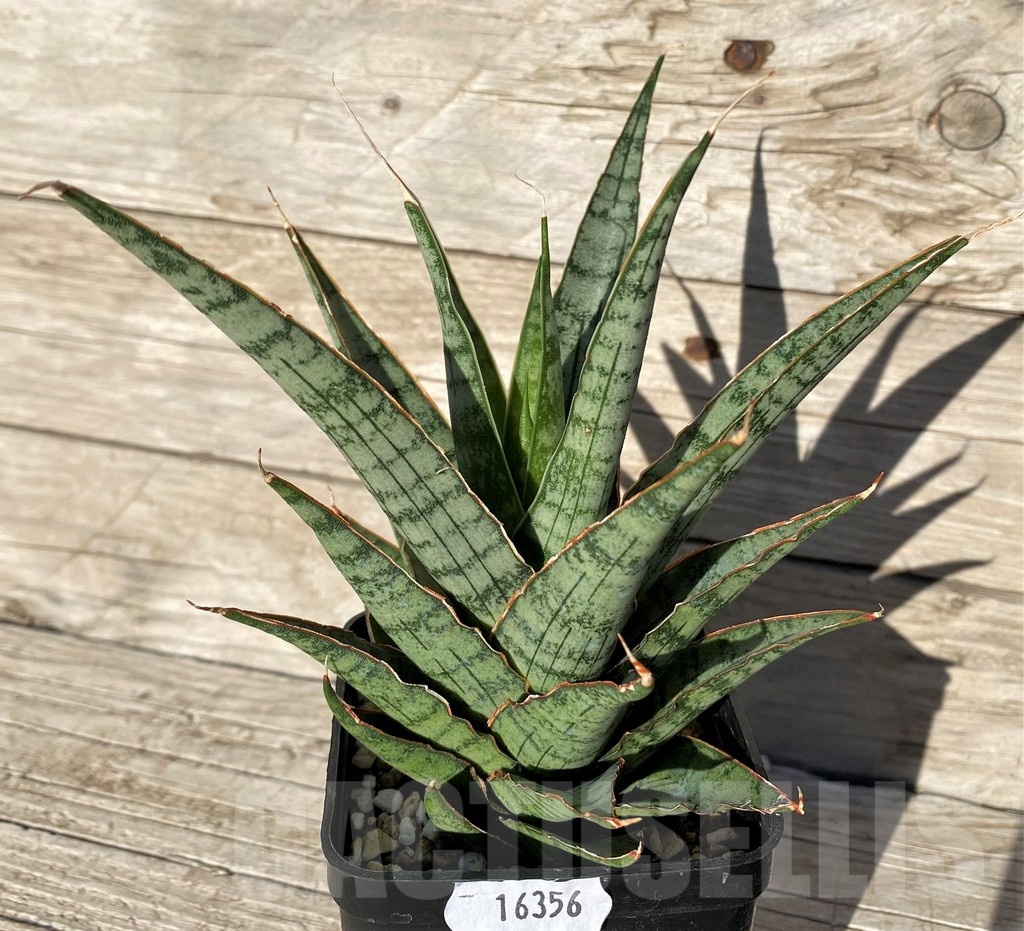 SH16356 Sansevieria ‘Sweet Celery’ - Image 2