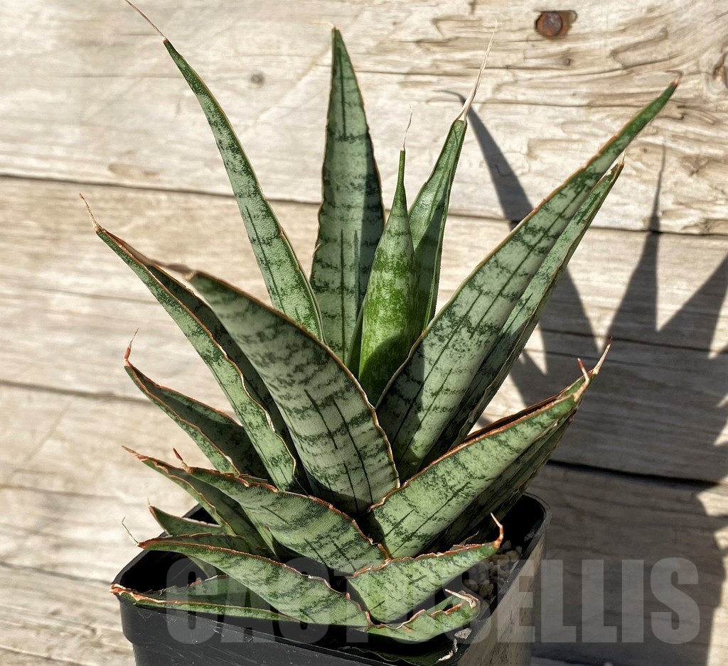 SH16356 Sansevieria ‘Sweet Celery’