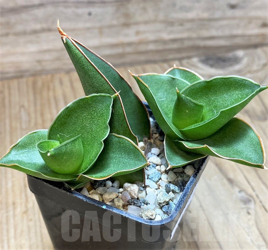 SH13885 Sansevieria 'Bonny' - Image 3