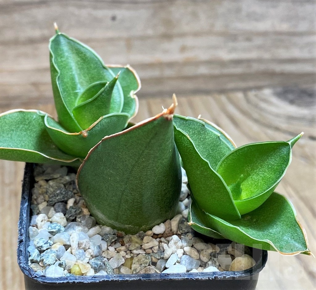 SH13885 Sansevieria 'Bonny' - Image 2