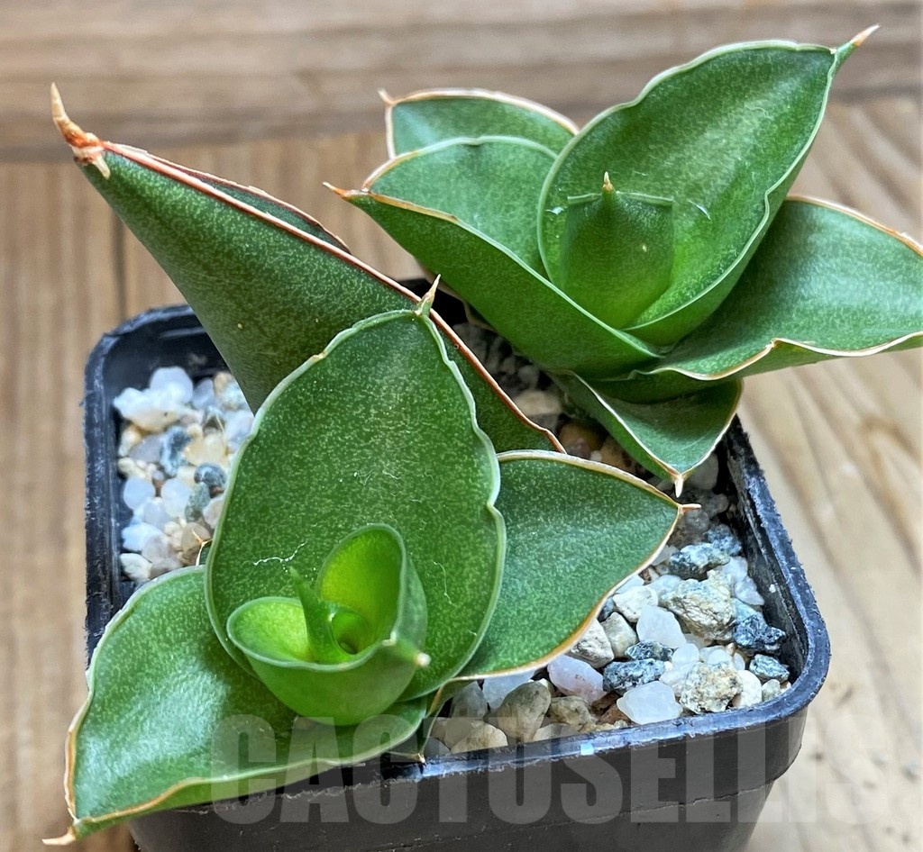SH13885 Sansevieria 'Bonny'