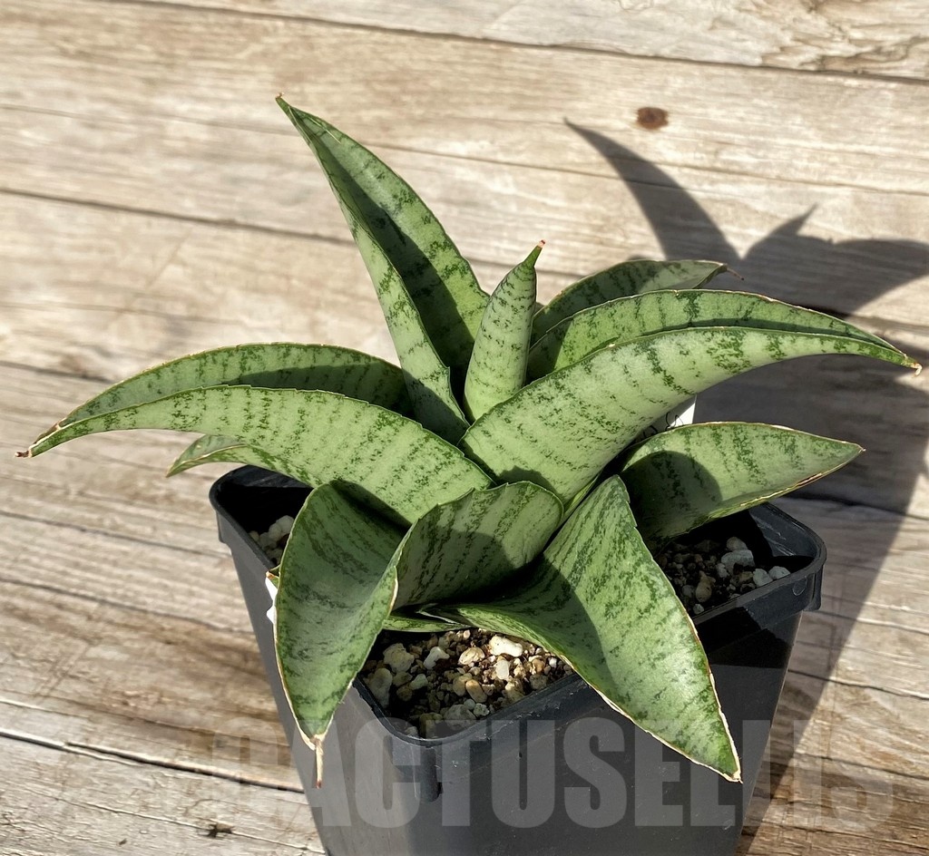 SH16274 Sansevieria hybrid