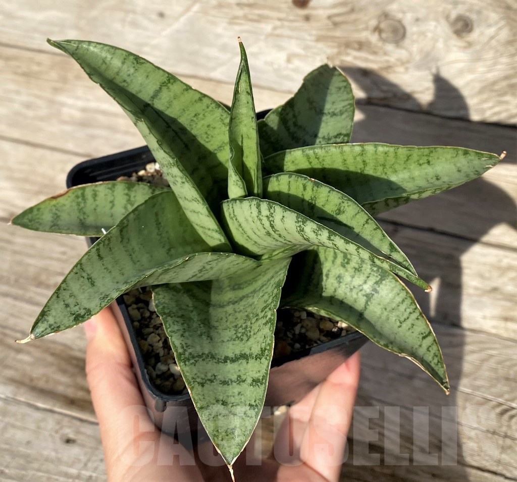 SH16274 Sansevieria hybrid - Image 2