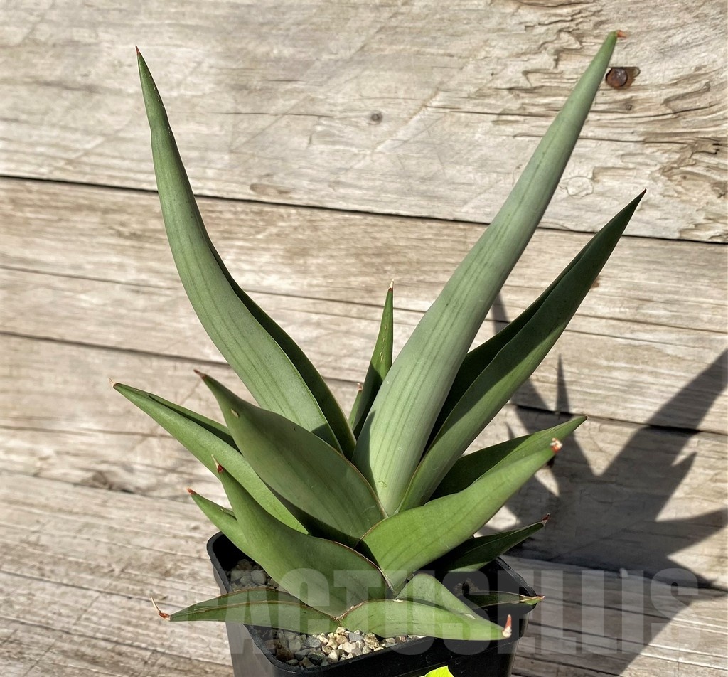 SH6491 Sansevieria hybrid 'Chanin' - Image 2