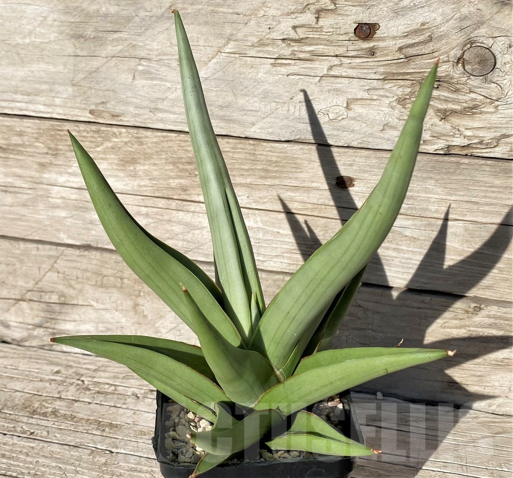 SH6491 Sansevieria hybrid 'Chanin'