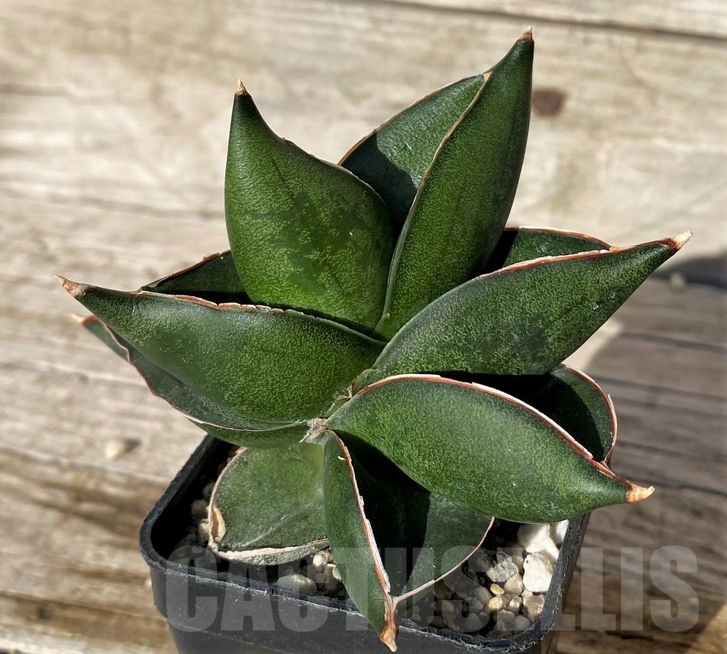 SH4820 Sansevieria 'Konichiwa'