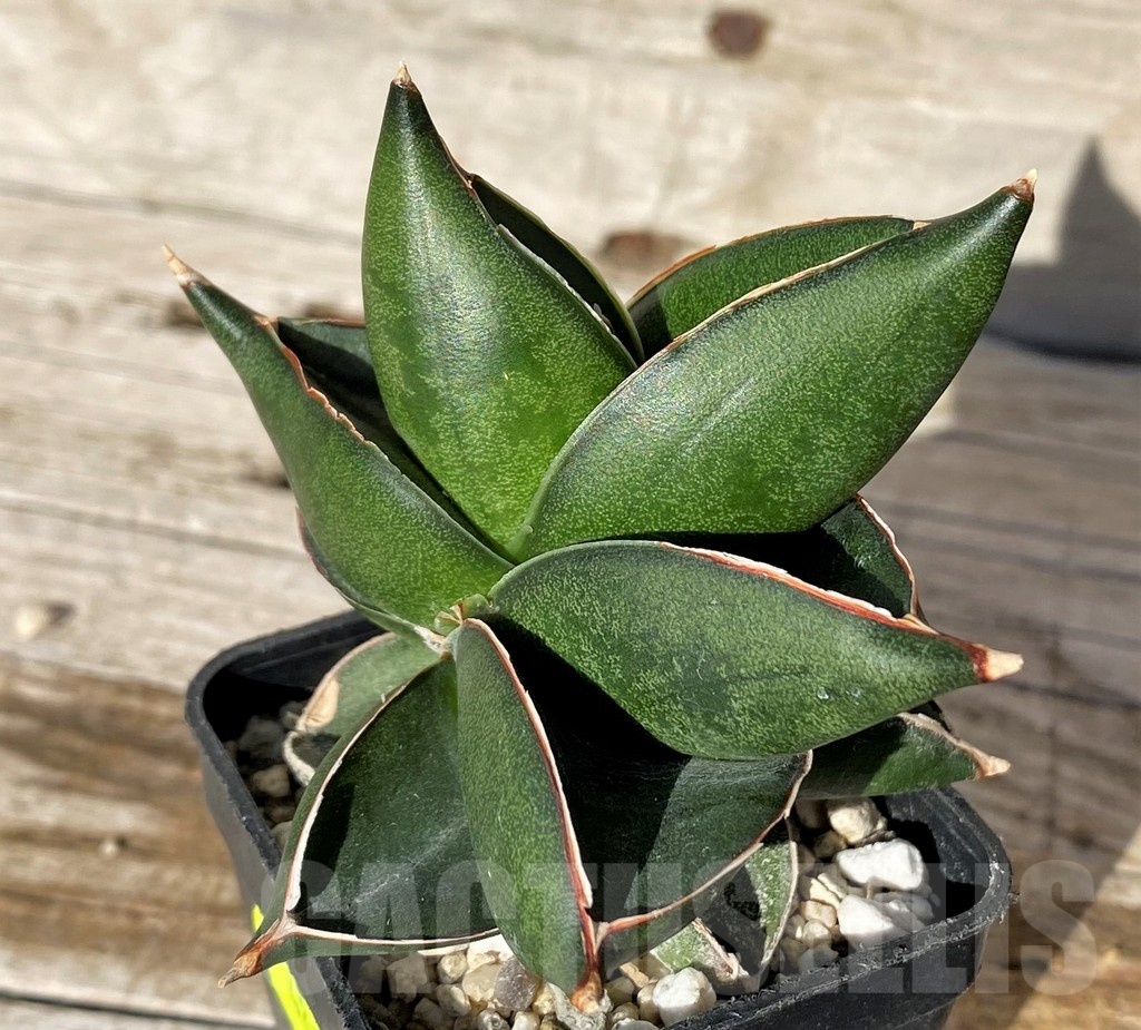 SH4820 Sansevieria 'Konichiwa' - Image 2