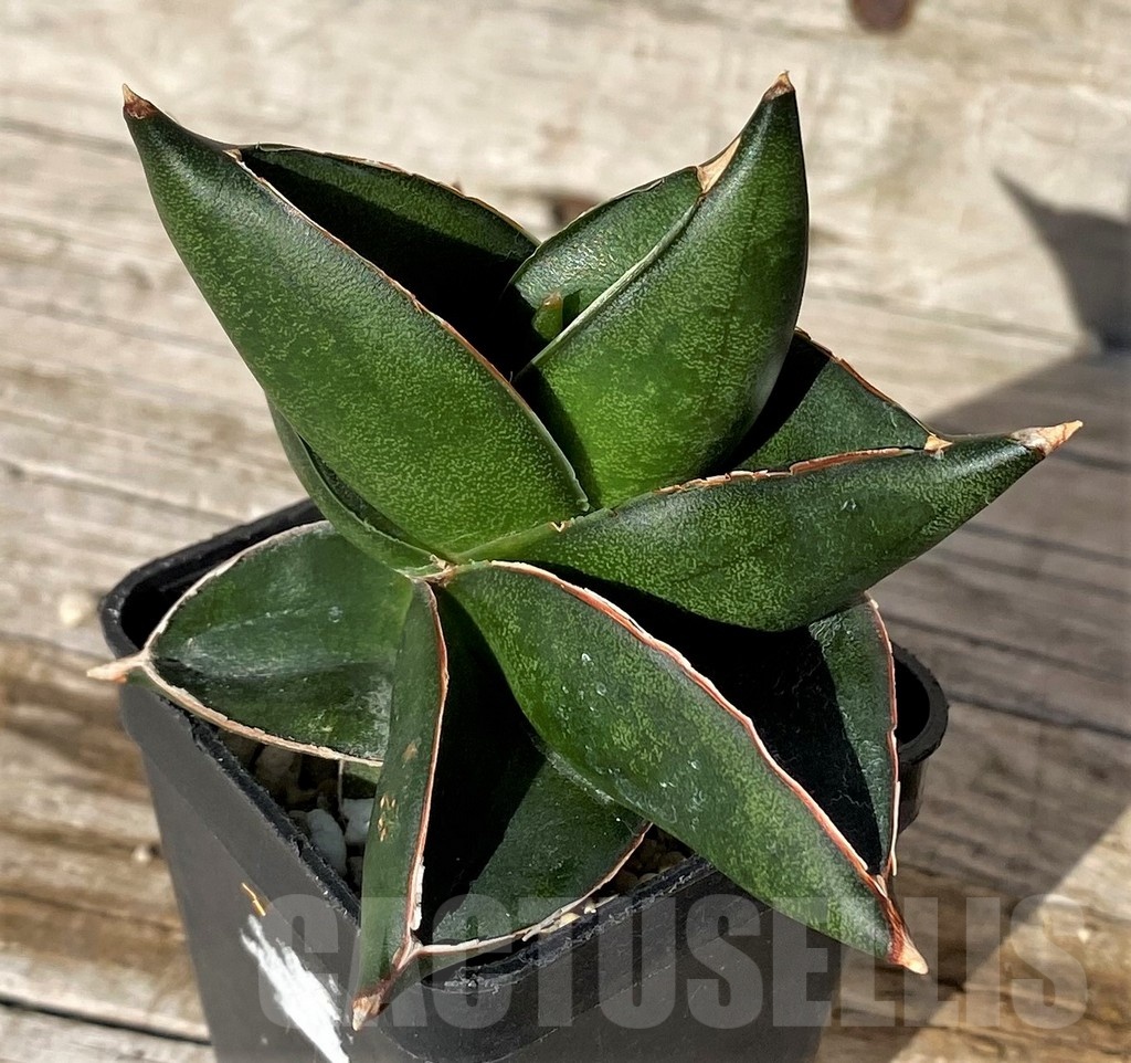 SH4820 Sansevieria 'Konichiwa' - Image 3