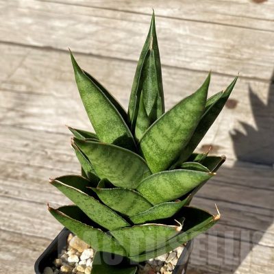 SH10817 Sansevieria 'Pagoda'