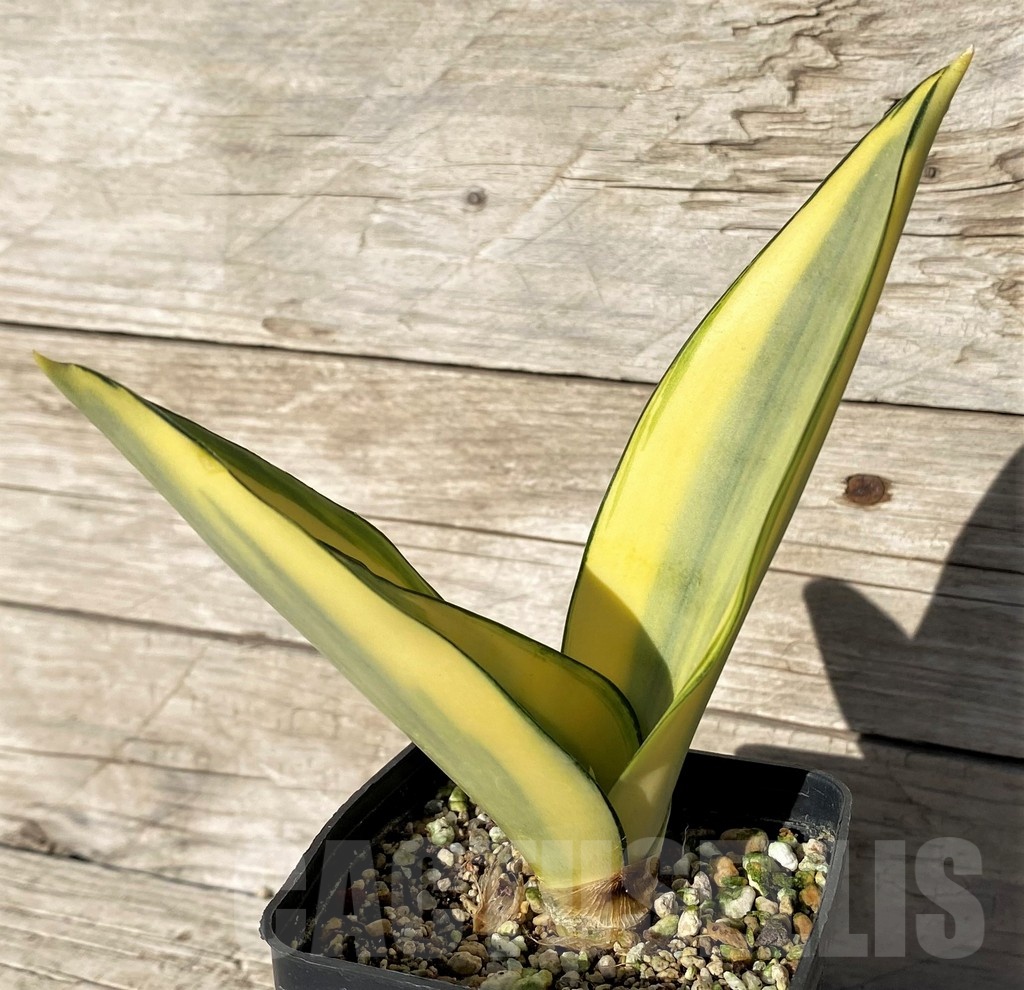 SH23997 Sansevieria 'Splash'