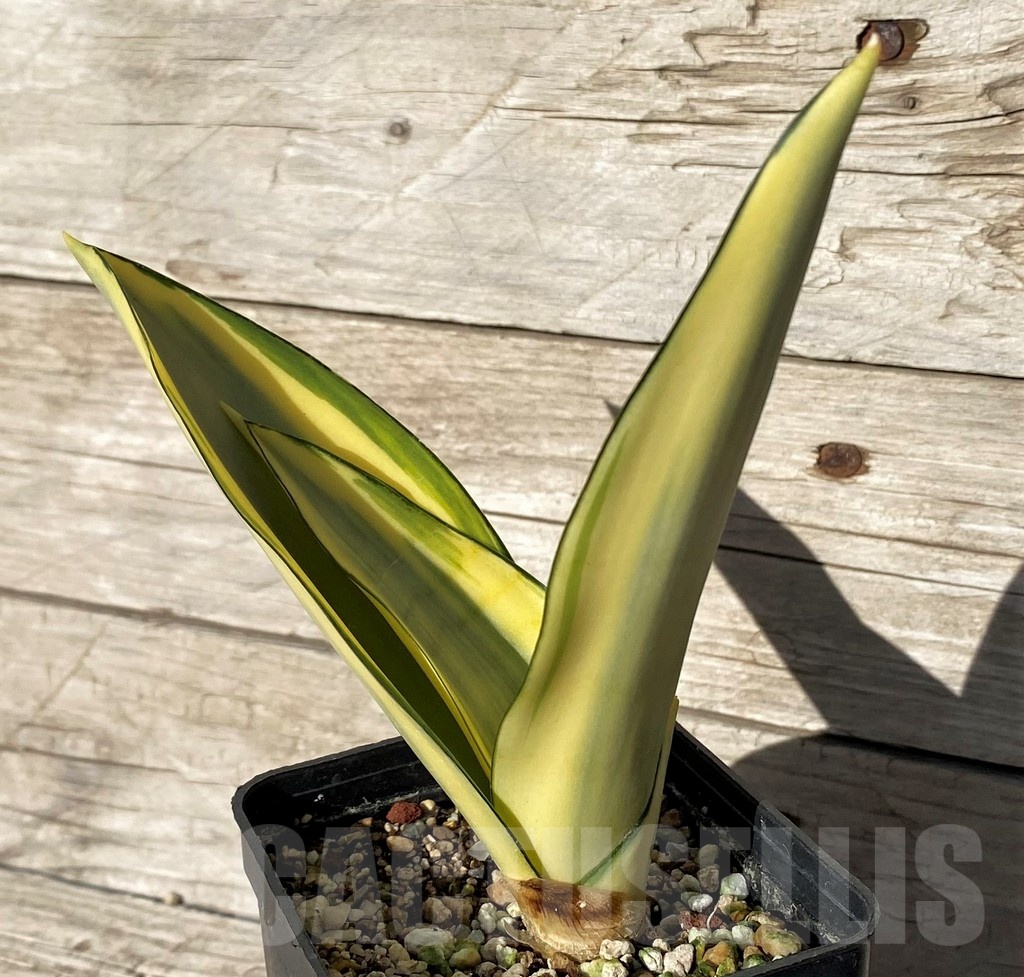 SH23997 Sansevieria 'Splash' - Image 2