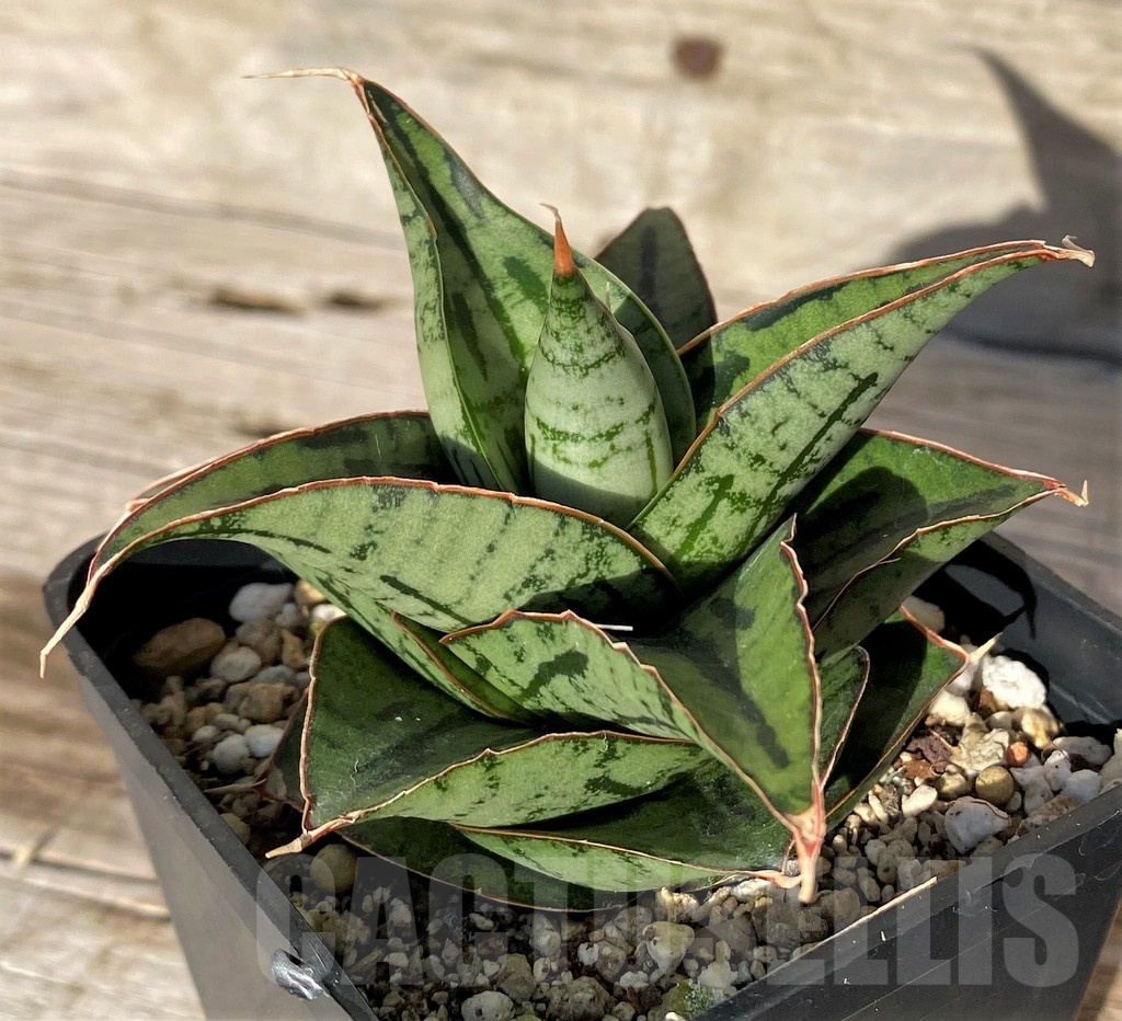 SH16284 Sansevieria 'Kaisar' hybrid - Image 2
