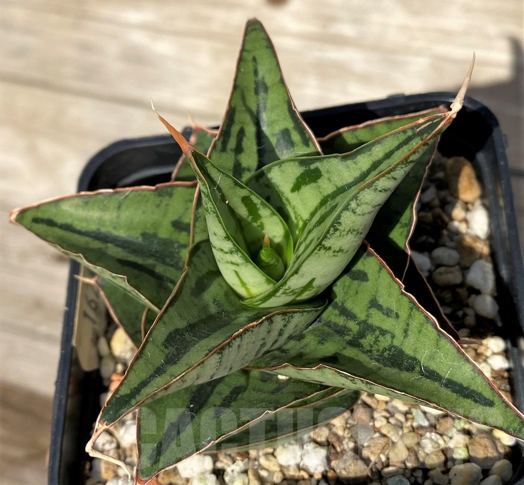 SH16284 Sansevieria 'Kaisar' hybrid
