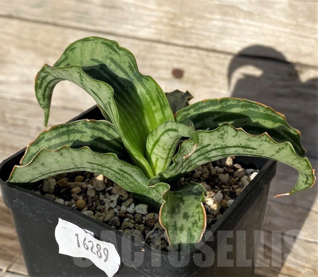 SH16289 Sansevieria 'Watermelon' hybrid - Image 2