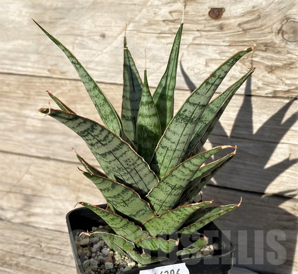 SH16296 Sansevieria ‘Sweet Celery’ - Image 2