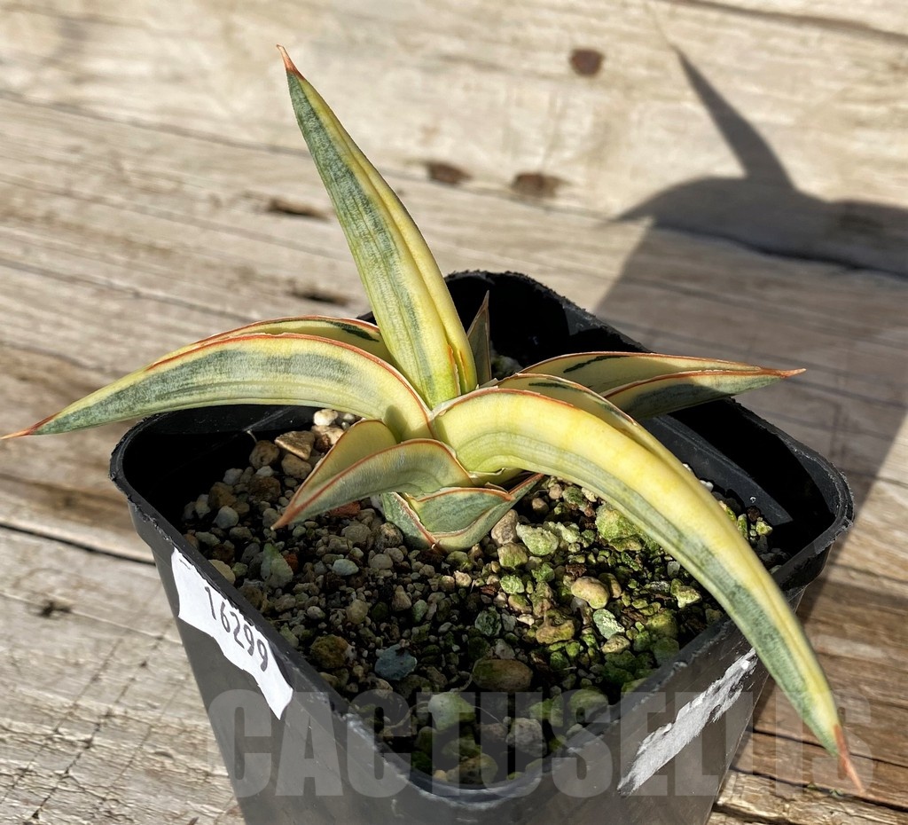 SH16299 Sansevieria ‘Blue Clone Yellow’ - Image 2