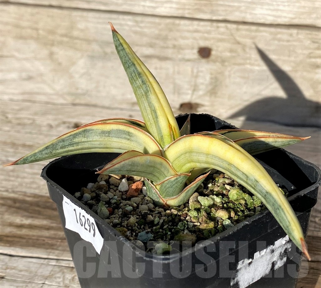 SH16299 Sansevieria ‘Blue Clone Yellow’