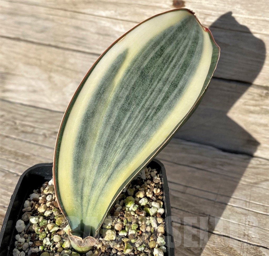 SH16306 Sansevieria masoniana 'White Roset'