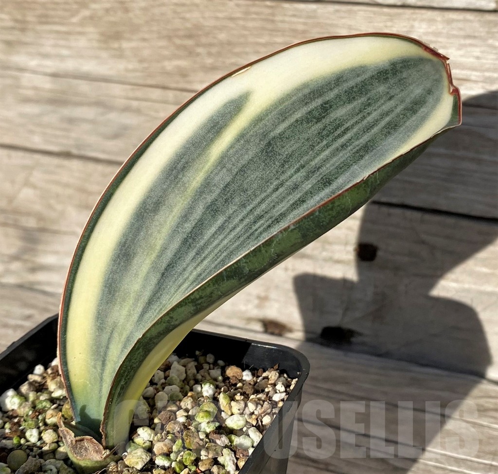 SH16306 Sansevieria masoniana 'White Roset' - Image 2
