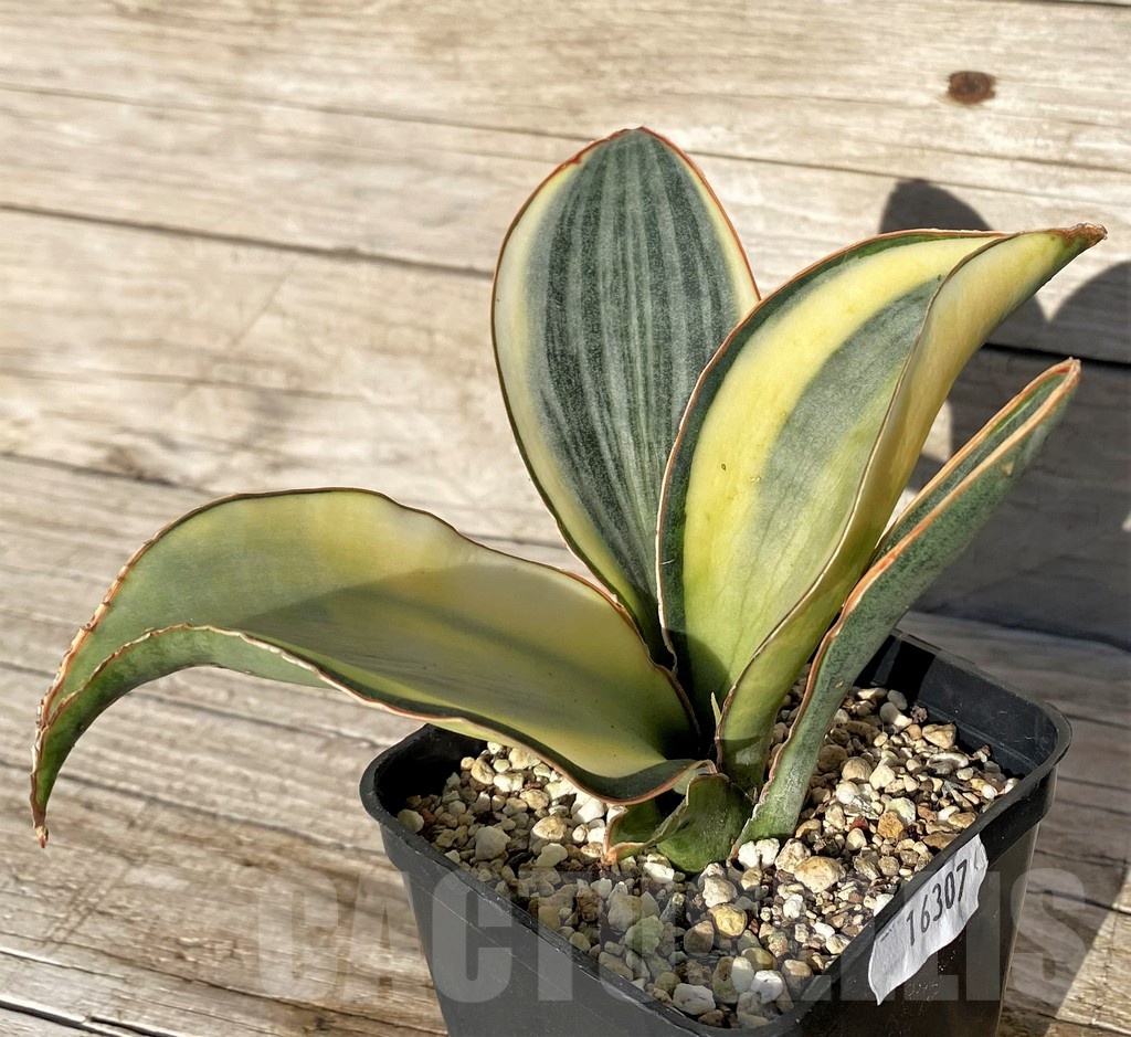 SH16307 Sansevieria masoniana 'White Roset' - Image 3