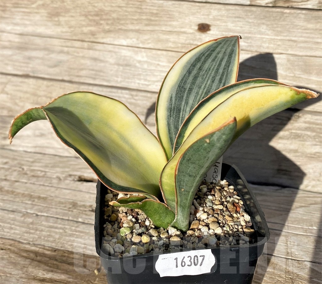 SH16307 Sansevieria masoniana 'White Roset'