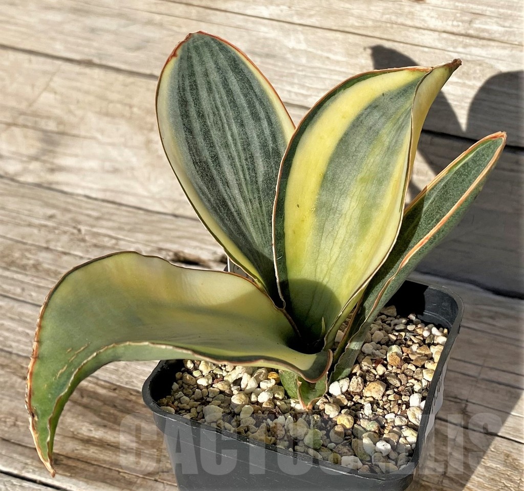 SH16307 Sansevieria masoniana 'White Roset' - Image 2