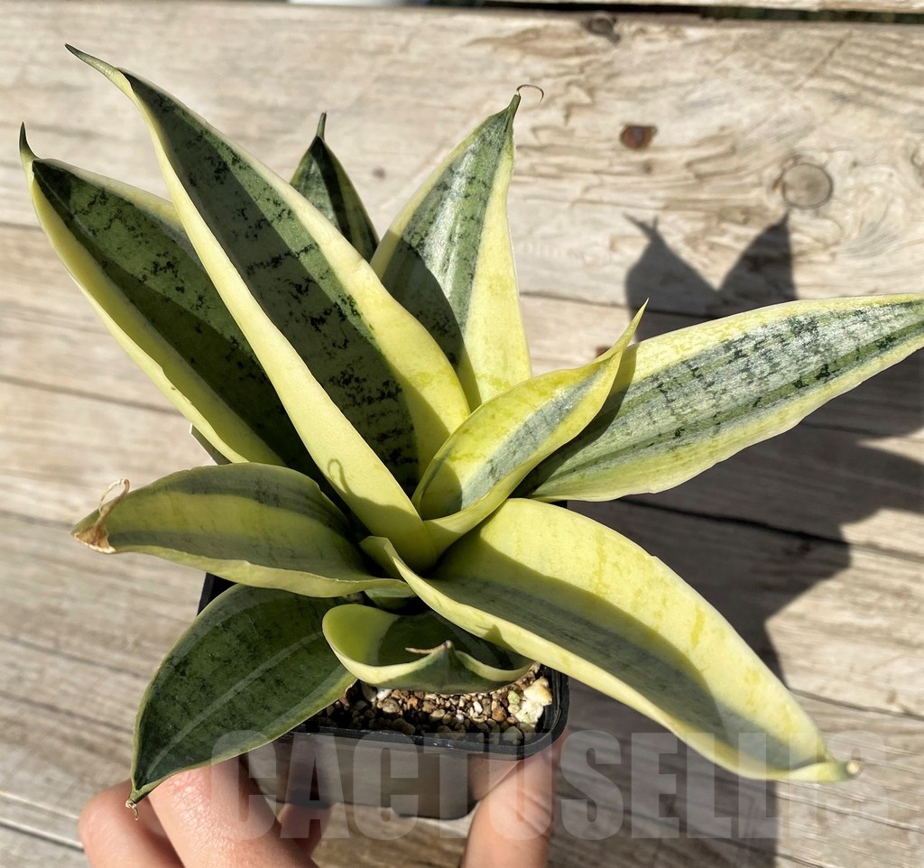 SH16316 Sansevieria hybrid mutation