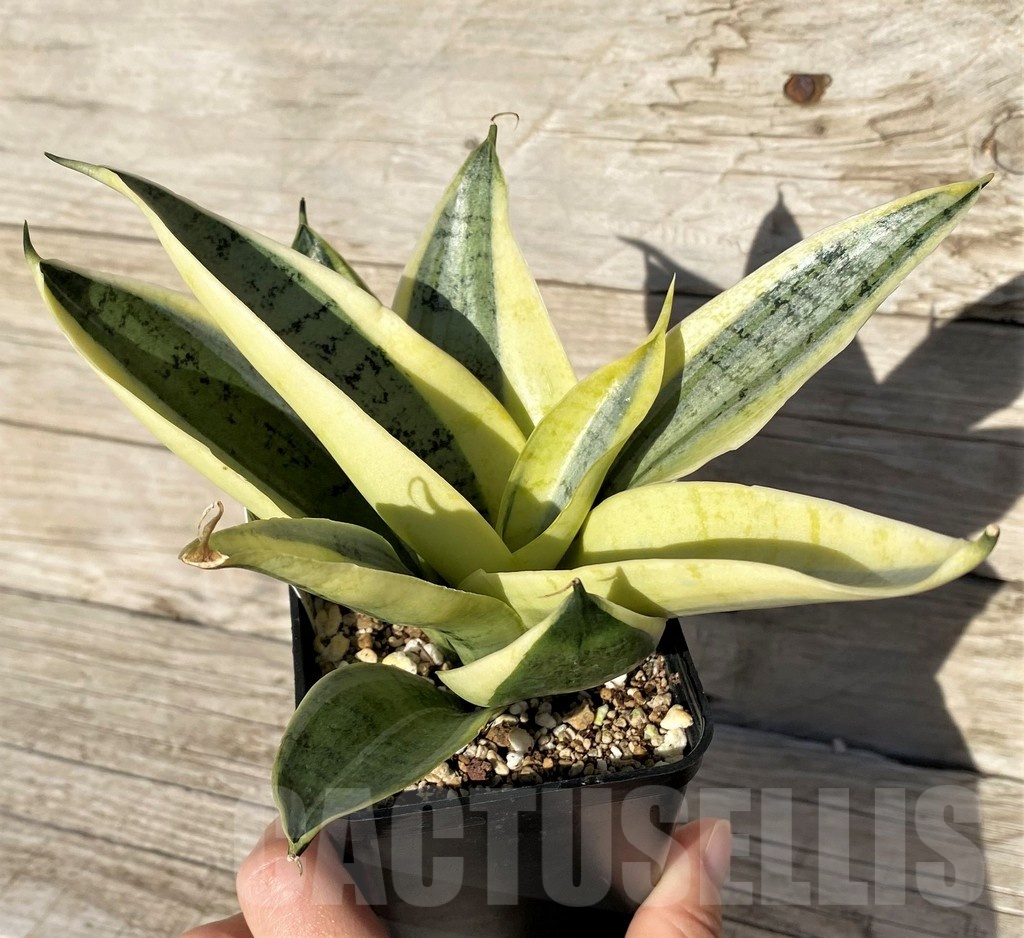 SH16316 Sansevieria hybrid mutation - Image 2