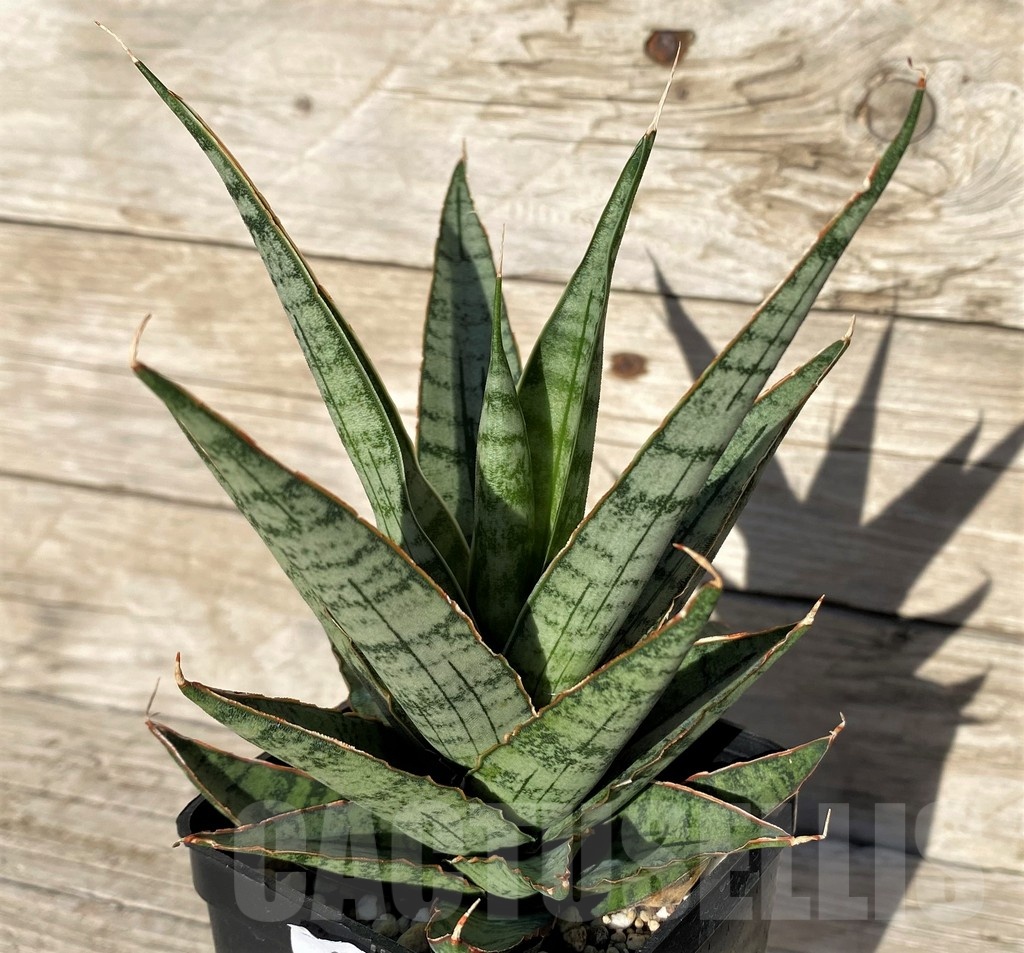 SH16320 Sansevieria ‘Sweet Celery’