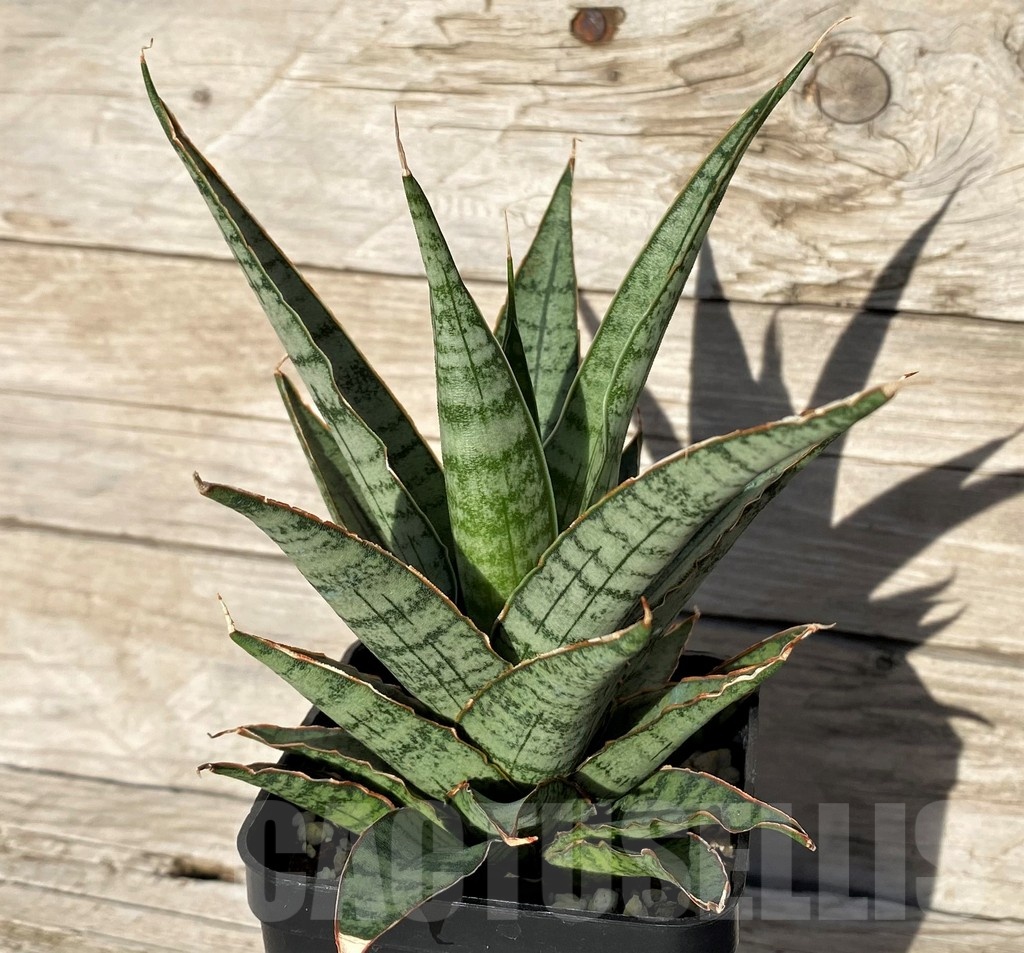 SH16320 Sansevieria ‘Sweet Celery’ - Image 2