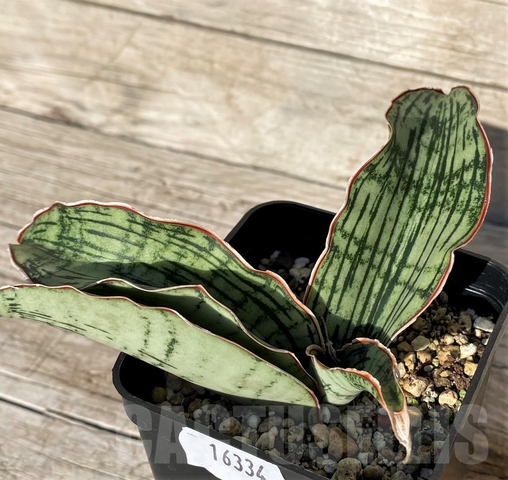 SH16334 Sansevieria ‘Cleopatra’