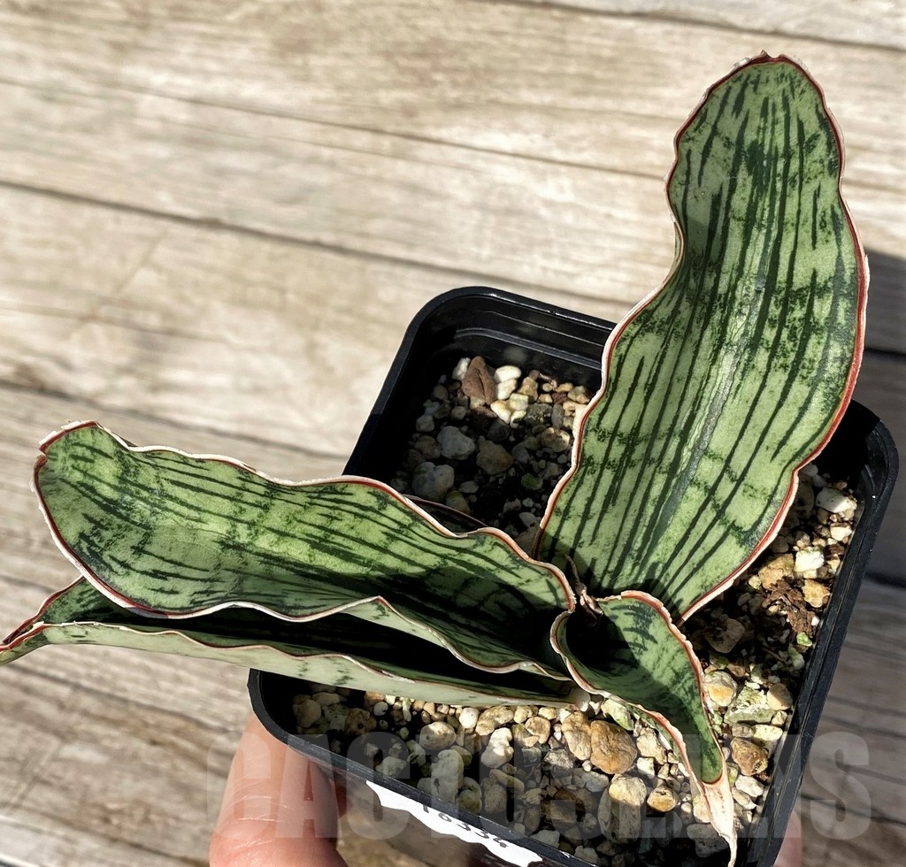 SH16334 Sansevieria ‘Cleopatra’ - Image 2
