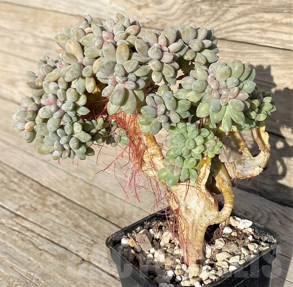 SH22902 Graptopetalum amethystinum f. cristata