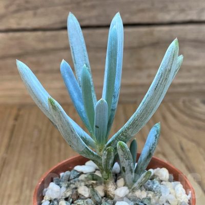 SH22938 Senecio serpens ‘Dwarf Blue Chalk Sticks’