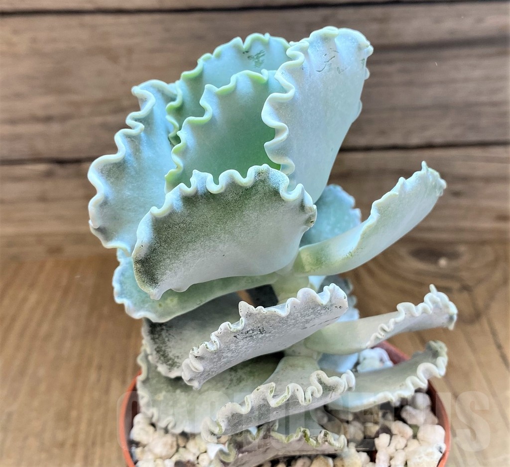 SH22948 Cotyledon orbiculata v. undulata - Image 2