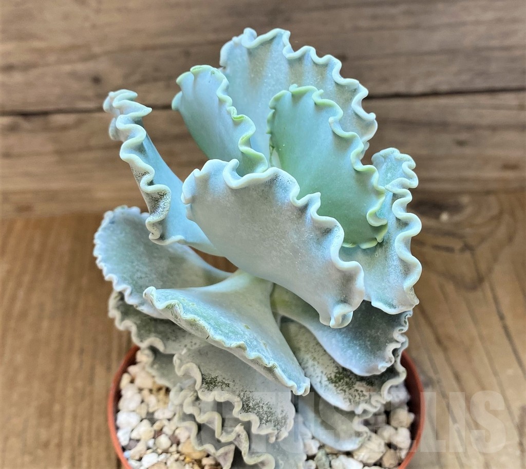 SH22948 Cotyledon orbiculata v. undulata