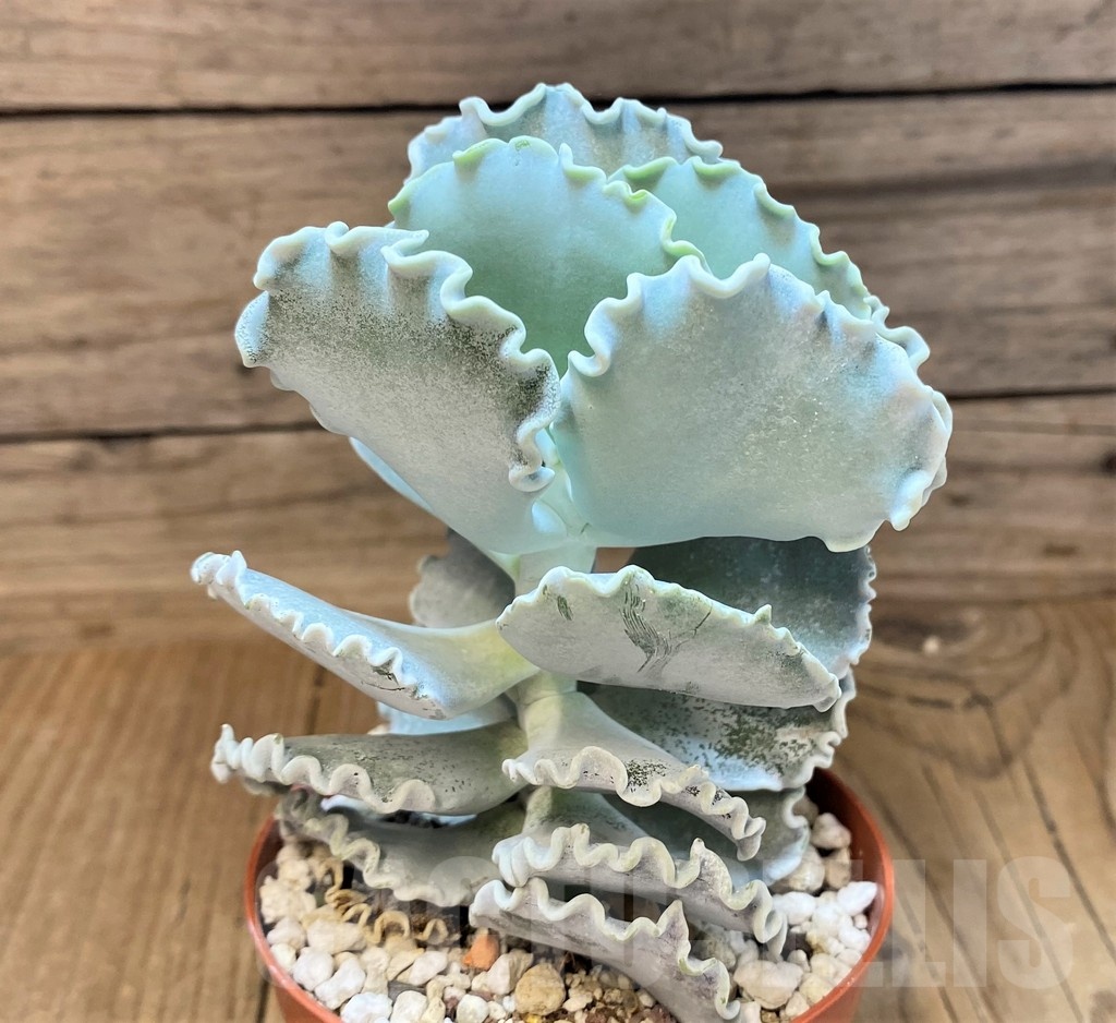 SH22948 Cotyledon orbiculata v. undulata - Image 3