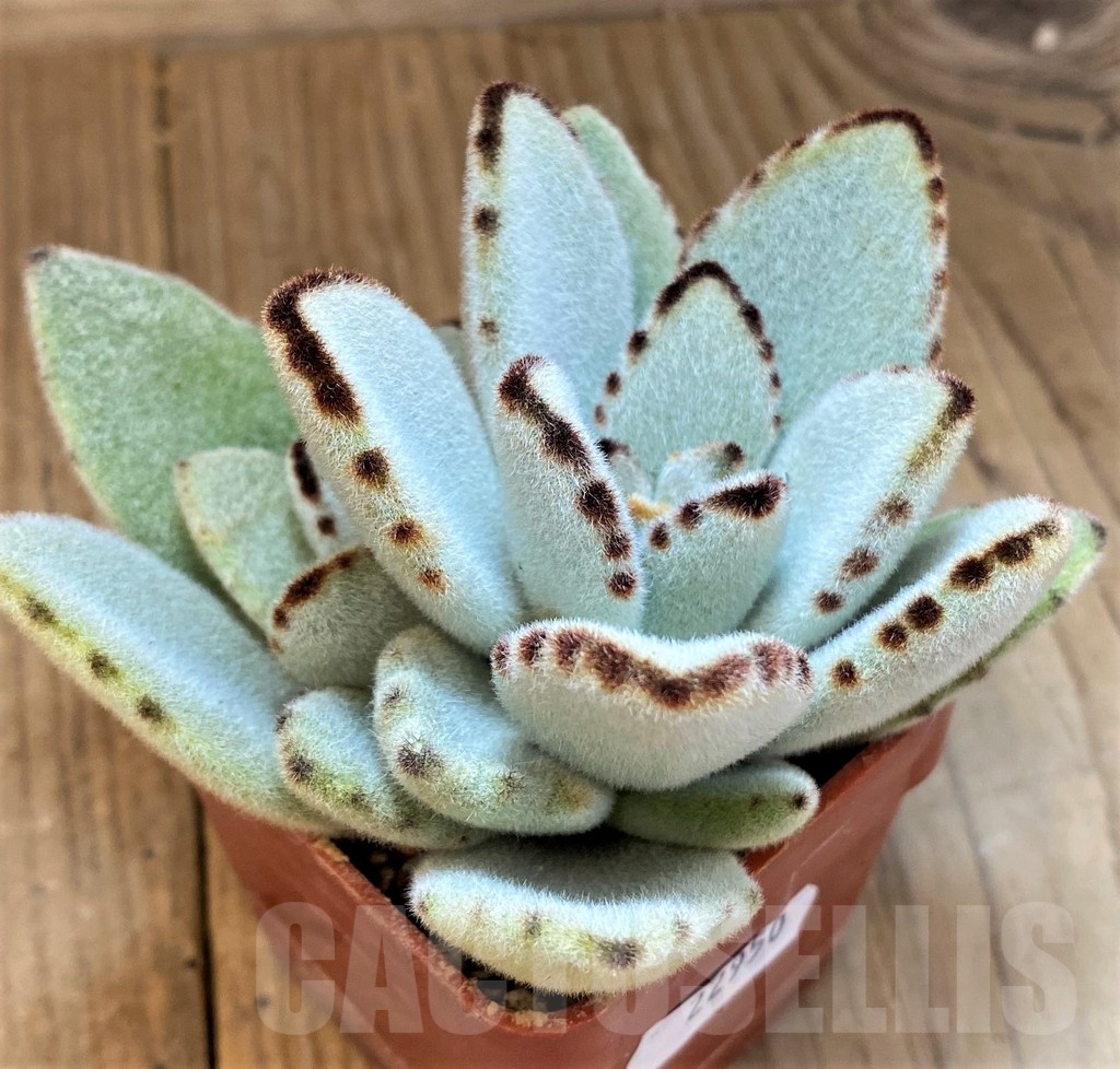 SH22950 Kalanchoe tomentosa