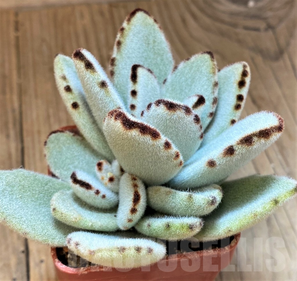 SH22950 Kalanchoe tomentosa - Image 2