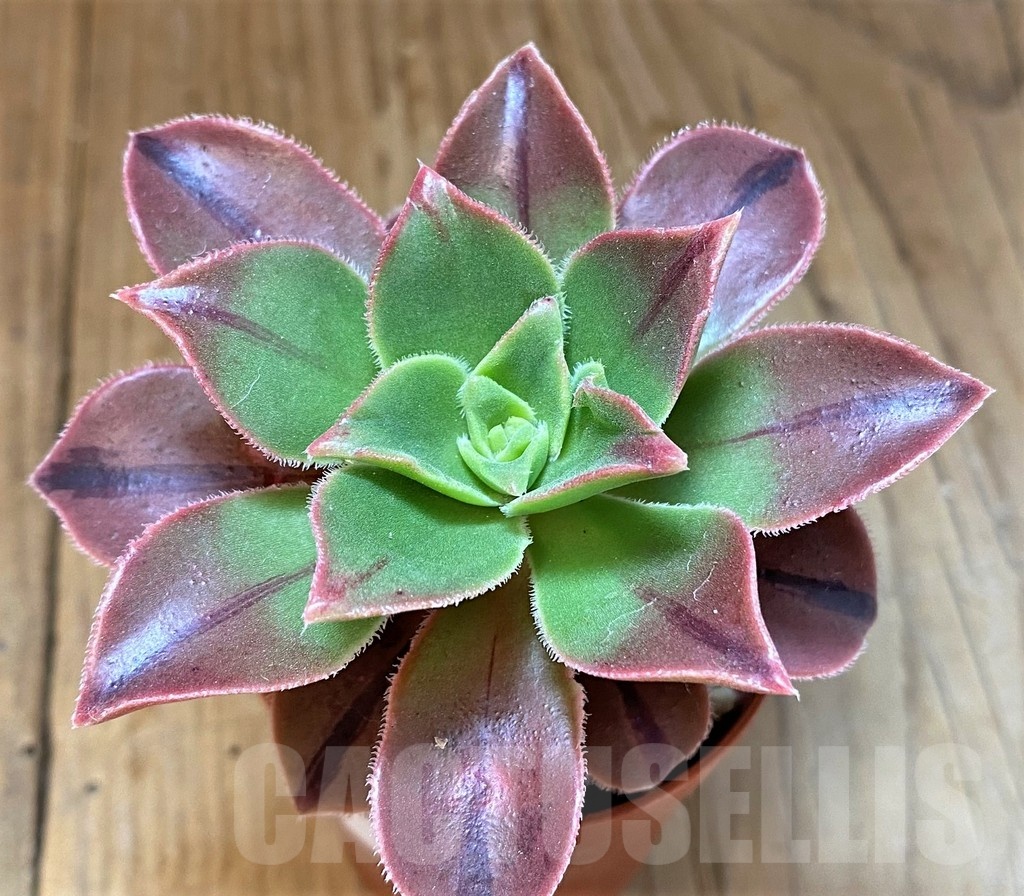 SH22951 Aeonium ‘Leucoblepharum’