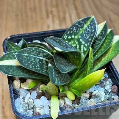 SH22952 Gasteria minima f. variegata