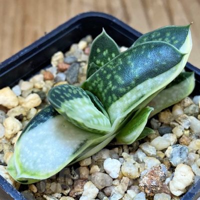 SH22953 Gasteria minima f. variegata