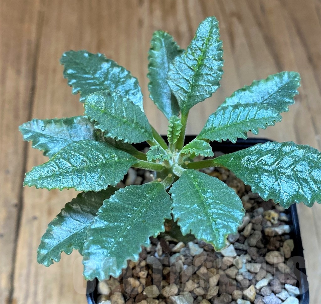SH22962 Dorstenia lavrani - Image 2