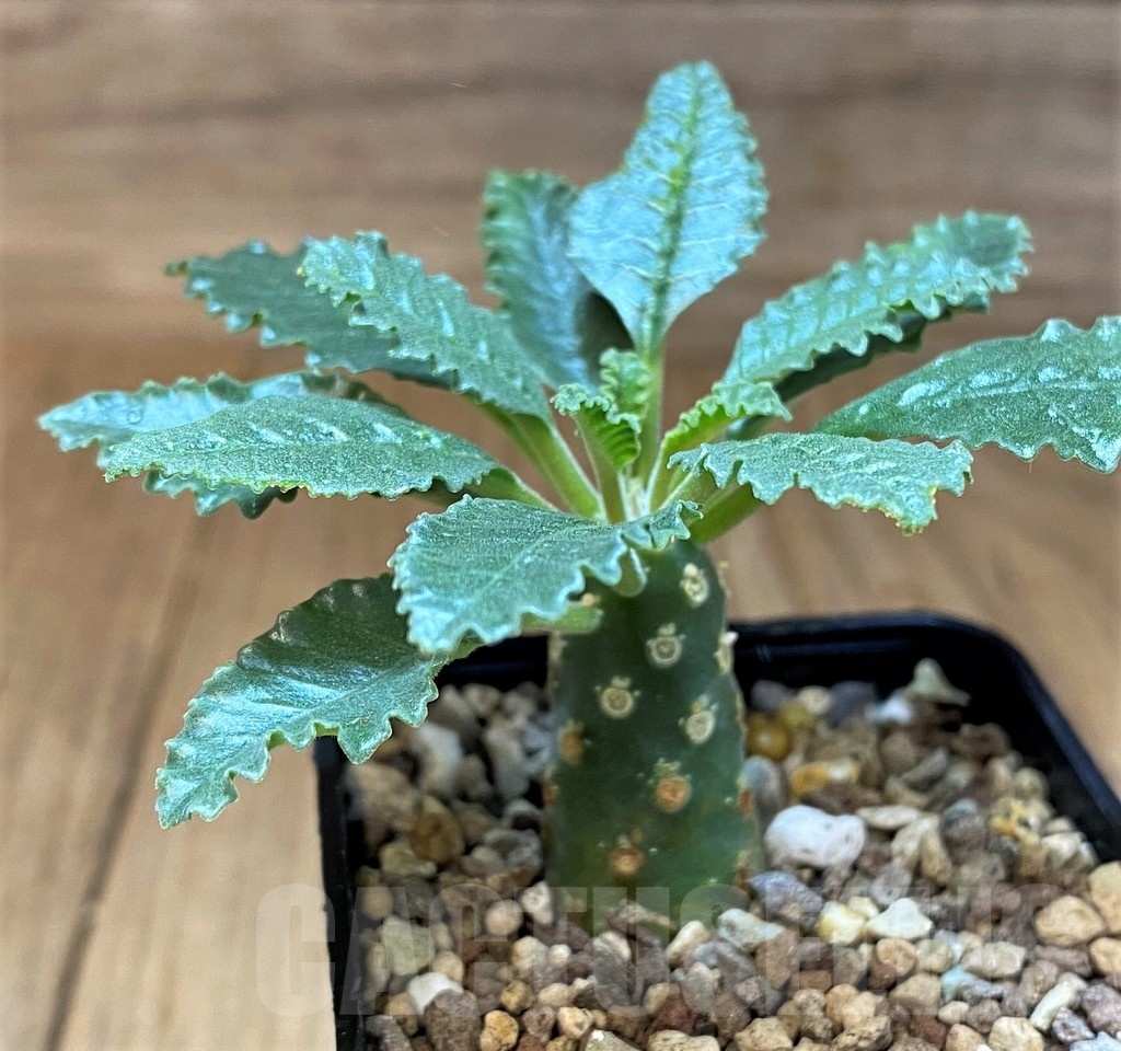SH22962 Dorstenia lavrani