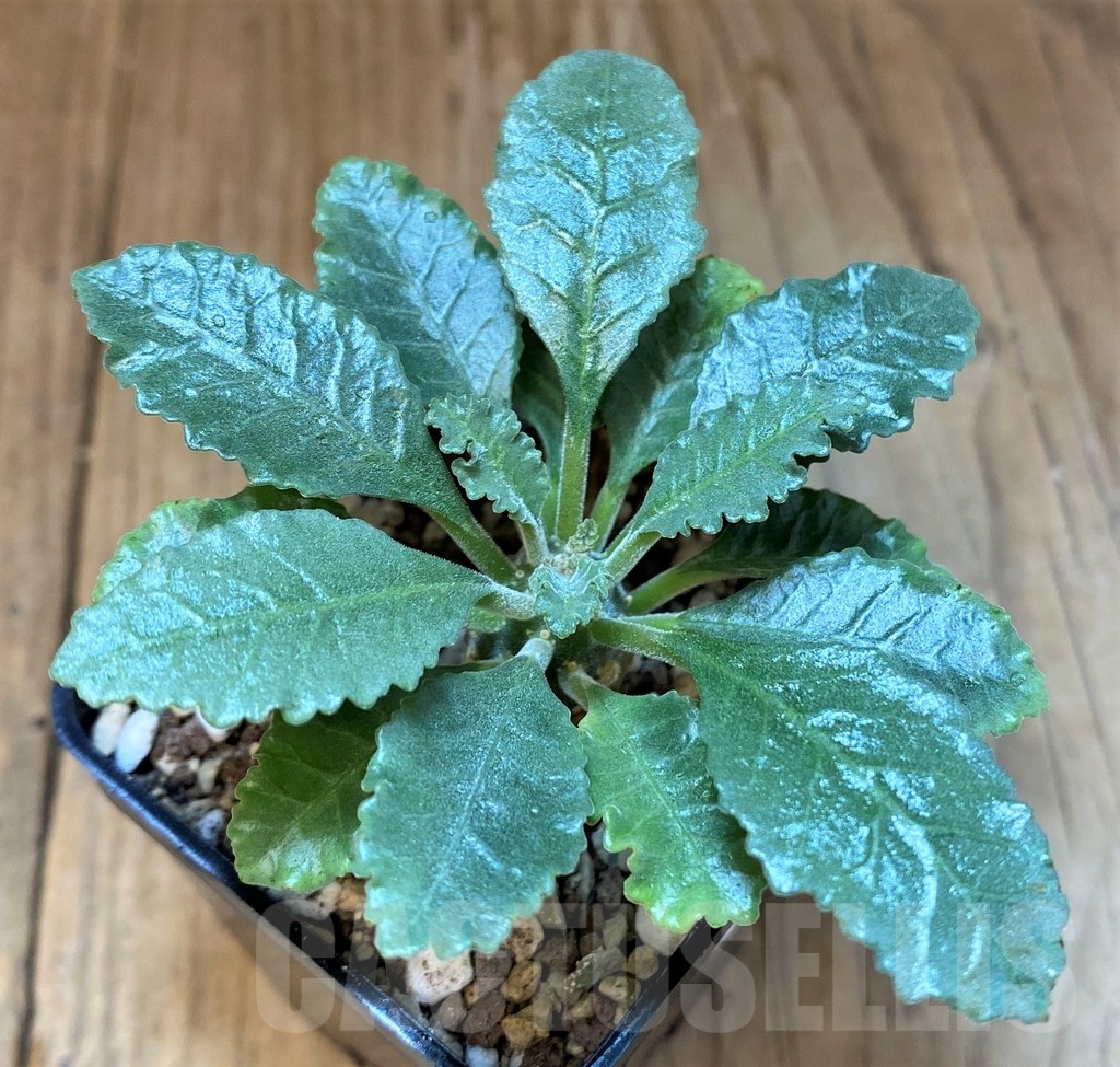 SH22963 Dorstenia lavrani - Image 2