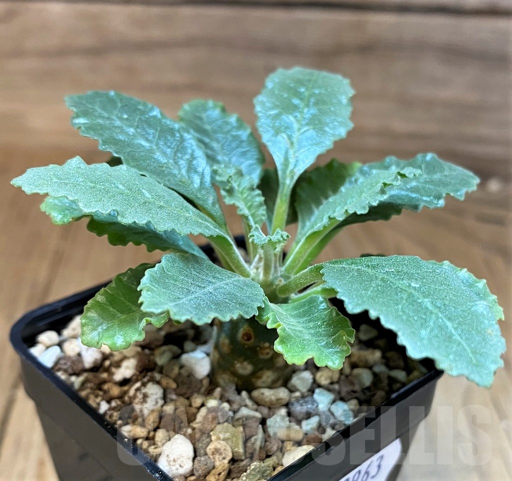 SH22963 Dorstenia lavrani
